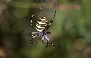 L’Argiope frelon et son énigmatique toile