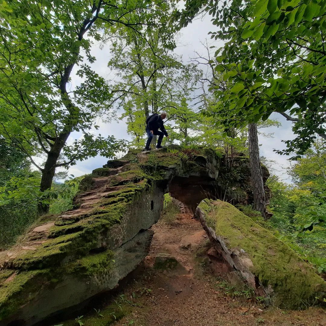 Randonneur debout sur une arche de grès couverte de mousse au milieu d’une forêt de feuillus en été