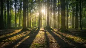 Découvrez la magie envoûtante d'une forêt alsacienne, un véritable conte de fées à explorer