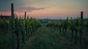 Vin : Auxerrois Hospices de Strasbourg