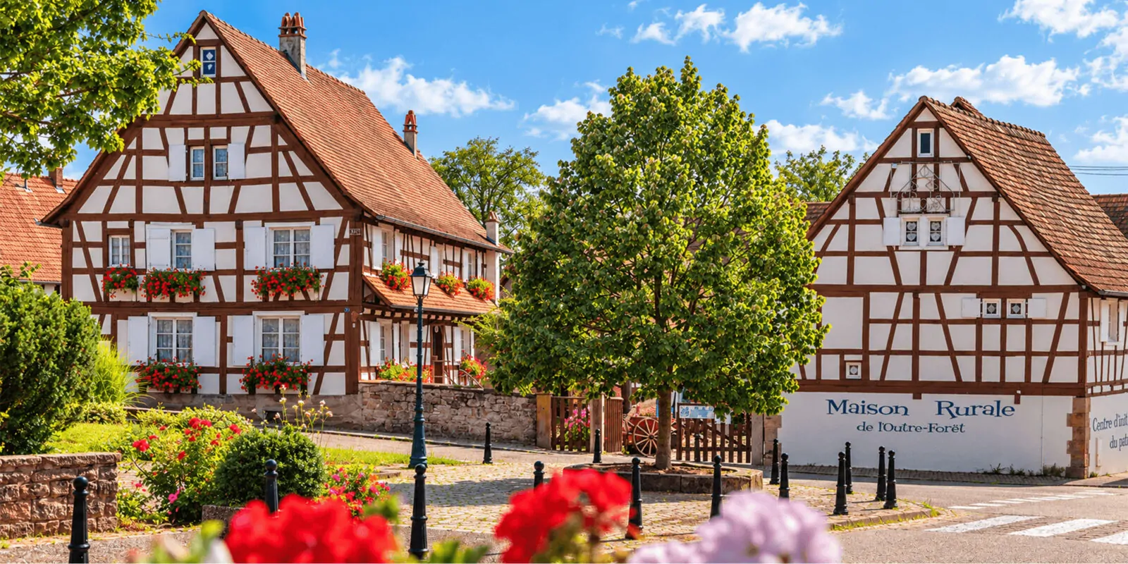 Maisons rurales à colombages de l’Outre-Forêt, rue fleurie de géraniums et grand arbre sous un ciel bleu